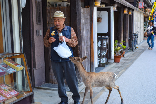 The deer on Miyajima can get a little pushy when it comes to food. 