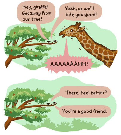 birdandmoon:  A comic about the insanely amazing relationship between ants and acacia trees. See the original here. Many thanks to my friends in the Pierce Lab for ant advice and inspiration. Any and all factual errors are my own (eg. ants only talk to