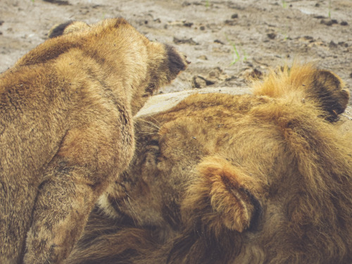 Tender moments between father and child, Tarangire National Park, Tanzania.