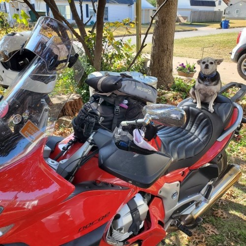 Mojo is ready to ride #mojo #rescue #motoguzzi #gofast #chihuahua #littledog #oklahoma #tokyo #tokyo