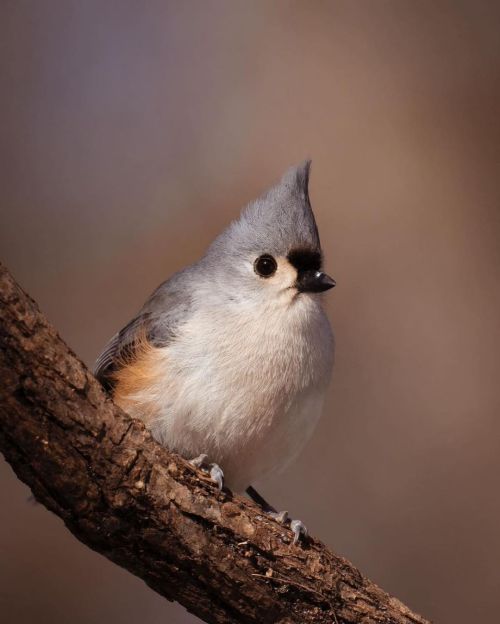 birdblues:Tufted Titmouse