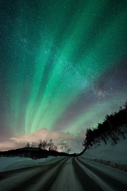 tulipnight:  Shapes of nature by Trichardsen on Flickr.