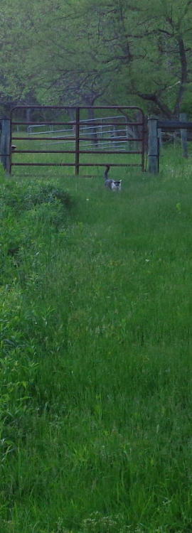    Evening stroll after a rain[ID: An overgrown yard with a tabby and white cat partly hidden in the