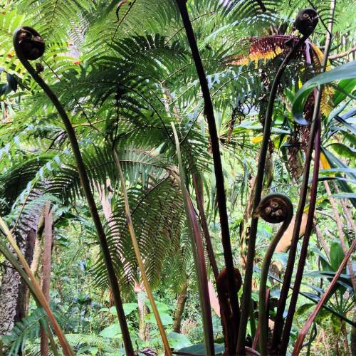 annarexiaaa:  THIS FERN IS TEN FEET TALL nature is my favorite designer #treschic #giantfern #jungle