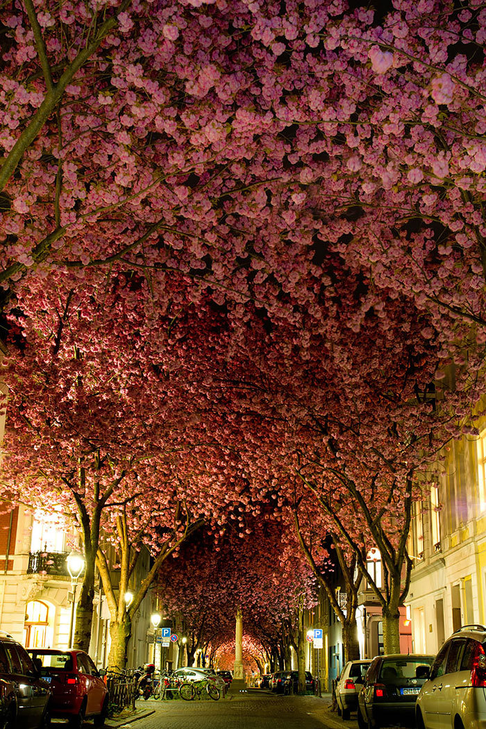 boredpanda:15  Of The World’s Most Magical Streets Shaded By Flowers And Trees