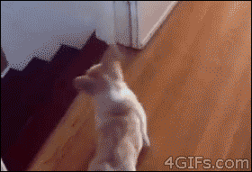 corgis-everywhere:  flyingeagleclaw:  Have you seen this gif?  YES IT’S THE CUTEST