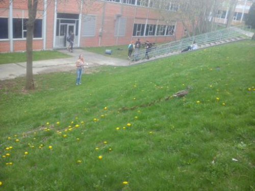 Make way for Ducklings,Mama Duck and Ducklings, at my schol every spring a duck makes a home in the 