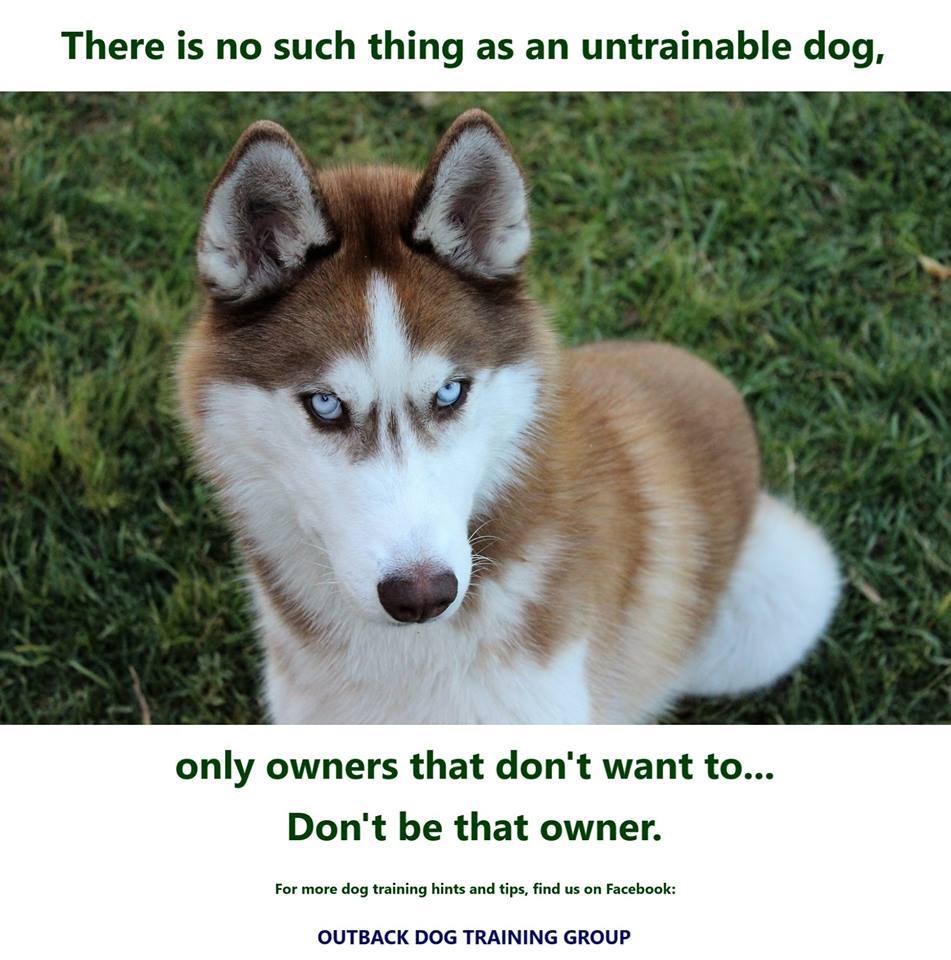 Outback Dog Training