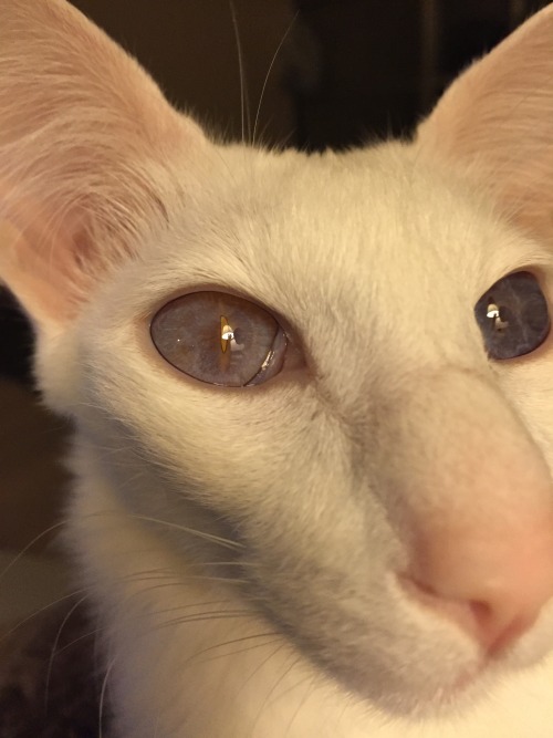 pangur-and-grim:pangur-and-grim:I have trouble describing her eyes(x) I no longer have trouble descr