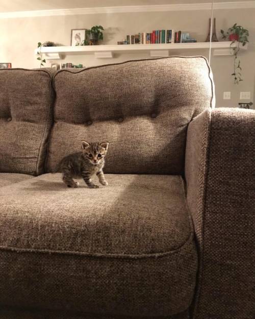 the teeniest kitten 📷 by motherofbubber