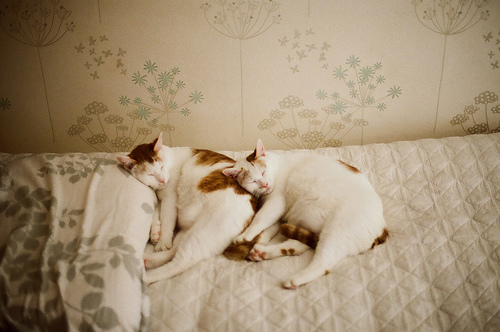 Cats