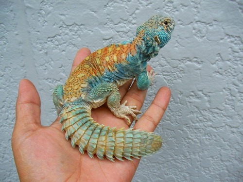 end0skeletal: Uromastyx is a genus of African and Asian agamid lizards, the member species of whic