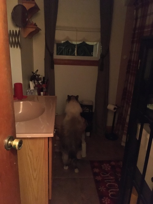 iwouldlovetoeatyourtoast: cat standing on two legs, a series