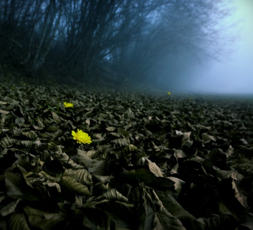 portalsintodreamscapes
