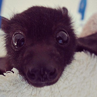 ging3rkidd:  Waaaant 