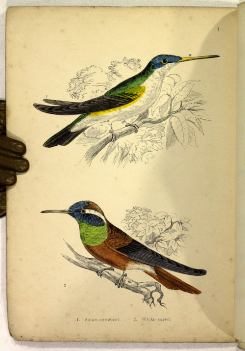 michaelmoonsbookshop: Humming Birdsdescribed and illustrated with an introductory sketch of their St