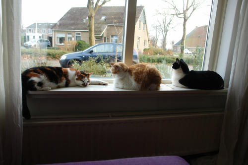kelcipher: cat-government: the windowsill was extra fluffy today @mostlycatsmostly