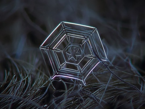 sofeeuhsofia: setbabiesonfire: Micro-photography of individual snowflakes by Alexey Kljatov Very imp