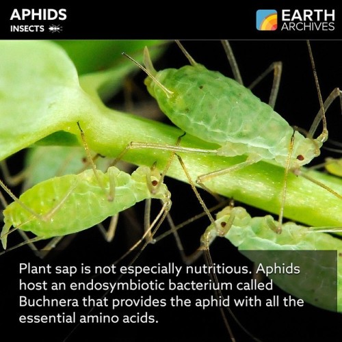 Aphids grow a bacterium named Buchnera in specialized cells called bacteriocytes, feeding them all t