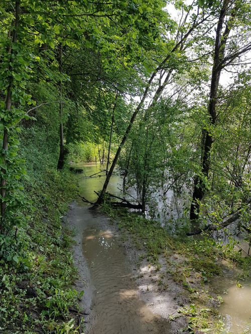  25th May 2019: The path I was walking along was flooded as hell. 