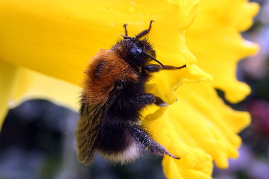 beerightsactivist: skippercifer:  sexyrobutts:  beerightsactivist:  kingsofapathy:  koiotchka:  beerightsactivist:  teacupsandcyanide:  beerightsactivist:  dark bee tumblr show me the forbidden bees   this is the masked bee! she has no friends and hates