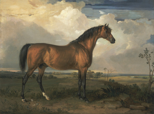 lionofchaeronea:Eagle, a Celebrated Stallion, James Ward, 1809