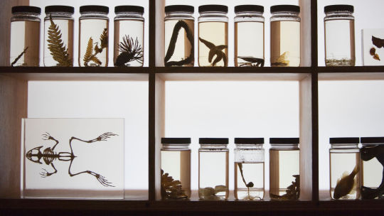 Neglect of a Museumâs Collection Could Cause Scientific Setbacks
