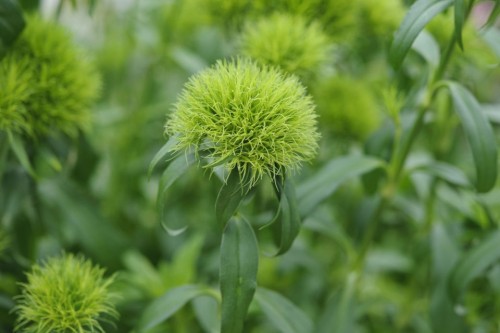  Sweet William ‘Green Ball’ - Dianthus barbatus plants 