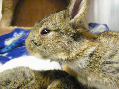 fortunas-sands:  Baby bunny photos from the Georgia House Rabbit Society! 