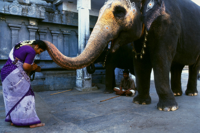 nubbsgalore:  receiving a blessing from an elephant at a holy temple in the indian