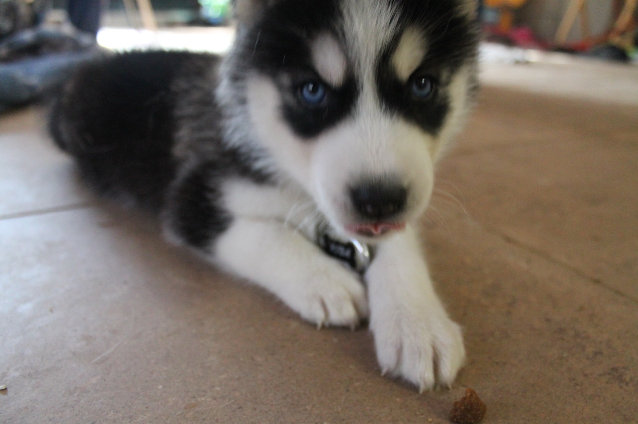 6woofs:  A few more Kiba photos. &lt;3 