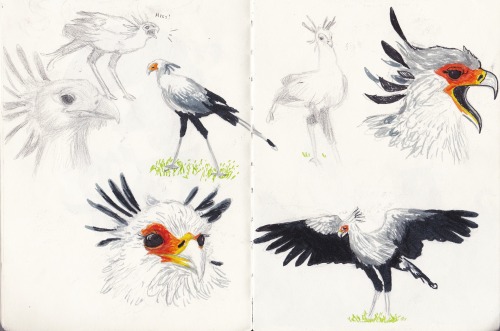 The Secretary Bird