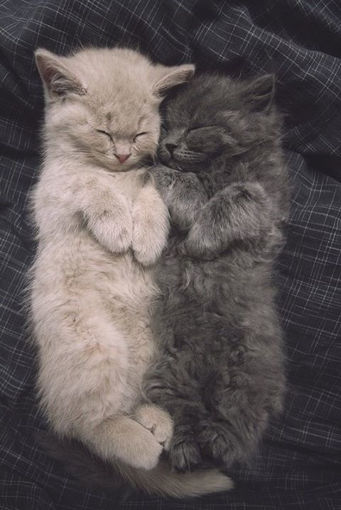 lolfactory:  Best friends. - funny tumblr - lol rofl wtf pics  