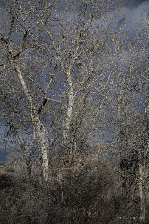 Cottonwood and Vines: © riverwindphotography, January 2021