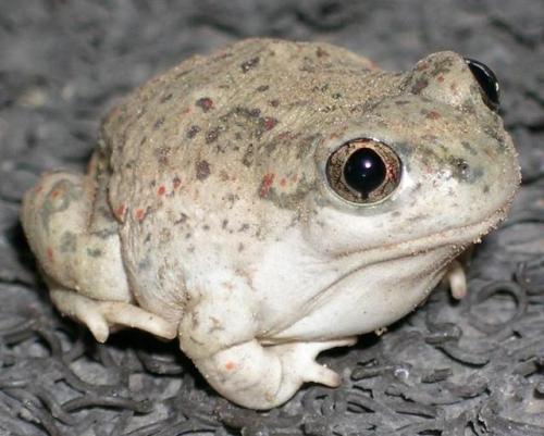 toadschooled: This is not a bar of soap, but in fact a toad. The New Mexico spadefoot toad [Spea mul