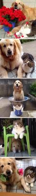 awwww-cute:  Oliver the dog and Arashi the