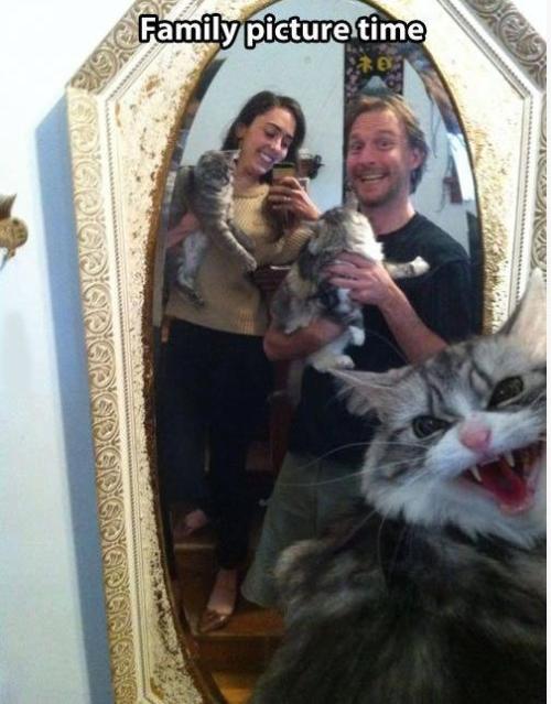 pleatedjeans:Cat Owners Will Understand (24 Pics)