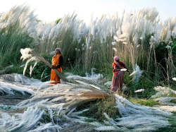 esthet: Kash Harvest, India Photograph by
