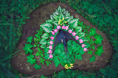 witchandsage: artofmaquenda: Bleeding Heart I made this funeral for a dead barn swallow that was gif