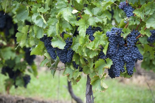 ferribotti:  Nero d’AvolaQuando ero ragazzo i viticoltori francesi erano in subbuglio. La loro rabbia era contro un sistema di produzione francese che vedeva arrivare nei porti francesi navi cisterne piene di Nero d’Avola per dare corpo e sostanza