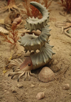 sixpenceee:  Replica of a turrilitid ammonite is from the Cretaceous Seas diorama at the American Museum of Natural History in New York City. Members of the ammonite family Turrilitidae are characterized by shells that are not typical tight spirals—a