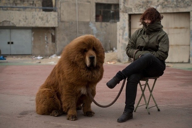 buzzfeed:  A Chinese zoo was trying to pass off this incredibly fluffy dog as a lion.