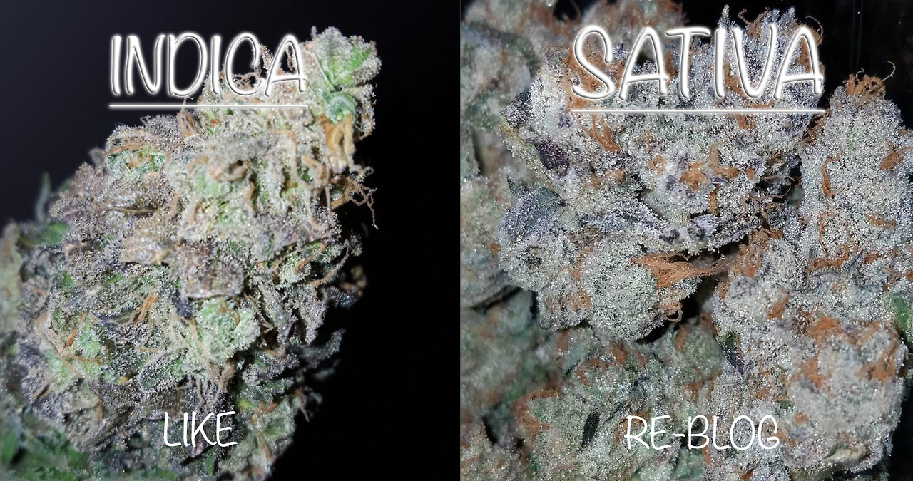 im-mr:  What do you prefer? LIKE for INDICA - RE-BLOG for Sativa!Stay high and check