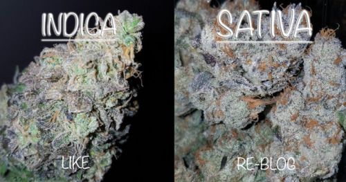 XXX im-mr:  What do you prefer? LIKE for INDICA photo