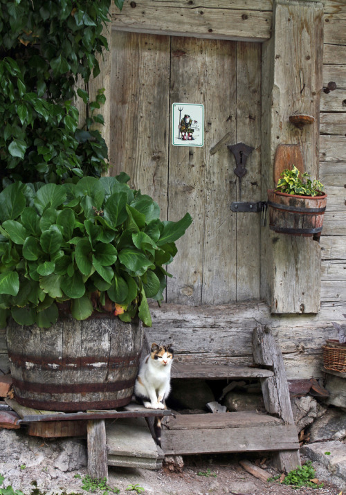 Cat. Hintersteinersee. Scheffau. (by elsa11)