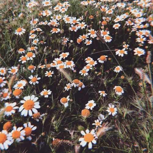 astrology101: The Signs As Flowers: Cancer - Daisies“Daisies, simple and sweet. Daisies are the way 