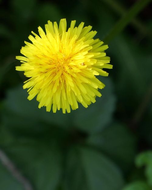 命　#タンポポ (神代植物公園) https://www.instagram.com/p/CdFE4tOvdWe/?igshid=NGJjMDIxMWI=