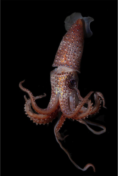 apolonisaphrodisia: A large strawberry squid, one of three caught on the last trawl of the Deep-See 