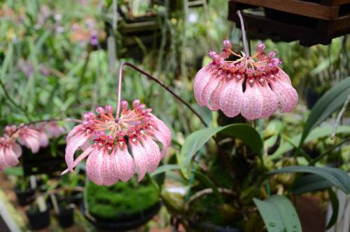 Bulbophyllum longiflorum.Orchidaceae: Bulbophyllinae.By Gilberto de Geus. [x]