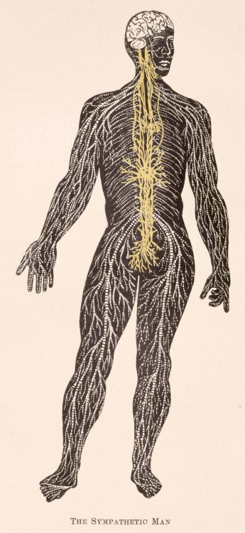 Frederick Williams - The Sympathetic Man; The composite man as comprehended in fourteen anatomical i